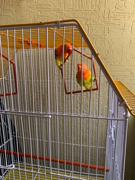 fisher parrots / birds 0