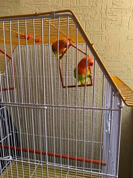 fisher parrots / birds 4