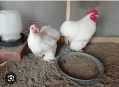 banton fartiles eggs for sale