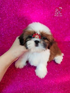 Shihtzu pedigree imported bloodline Shih Tzu with original pictures