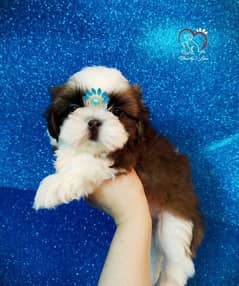 Shihtzu pedigree imported bloodline Shih Tzu with original pictures