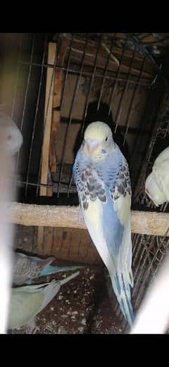 Australian parrots pathay