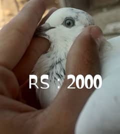 pigeon for sale