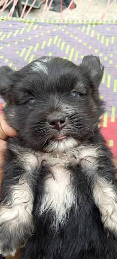 baby poodle dog long hair black color dog