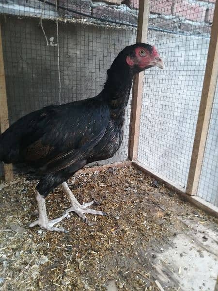 Heera Aseel with two mianwali hens 2