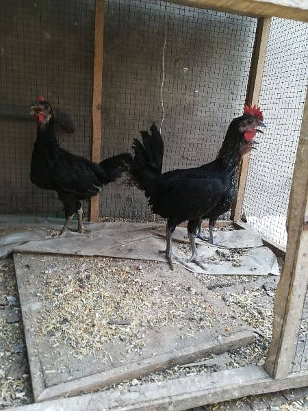 Heera Aseel with two mianwali hens 5