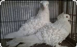 frill back pigeon for sale