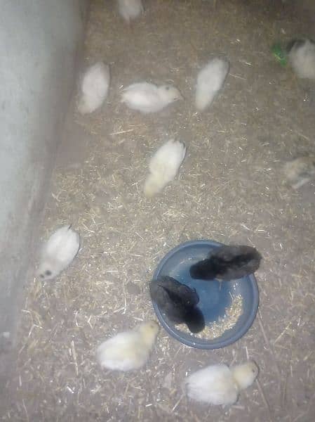 heera chicks 1