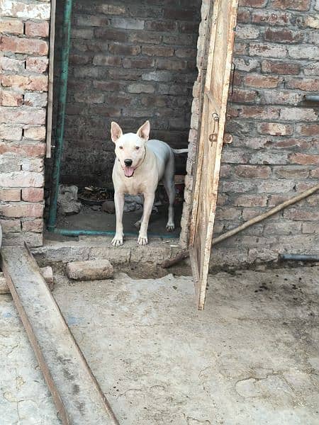 Kohati Gultair dog for sale 0