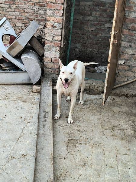 Kohati Gultair dog for sale 2