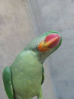 raw parrot  pair very good quality 1.5 years age