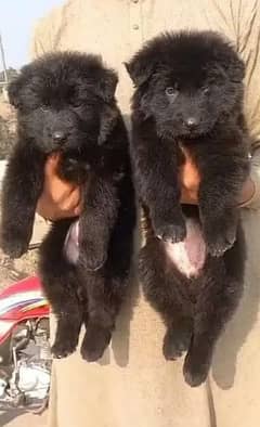 black German shepherd puppy full long cort