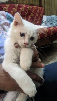 persian baby cats