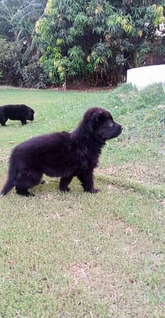 Black German shepherd puppies available for sale