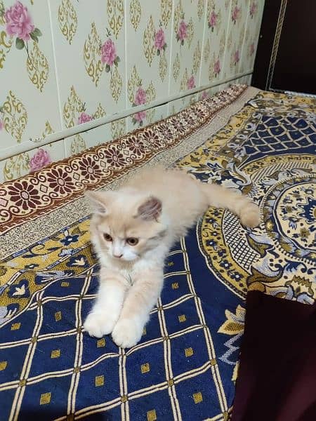 two month persain male urgent sell contact no 03191404189 2