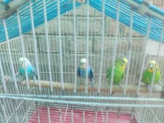 2 Budgies pair for sale