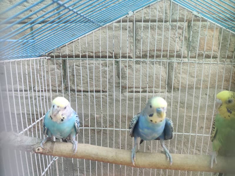 2 Budgies pair for sale 6