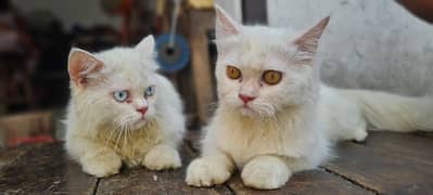 white cute cats . 03081964052