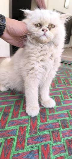 Full punch face Paired original persian Cats