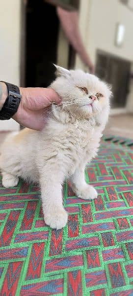 Full punch face Paired Triple Coat original persian Cats 3