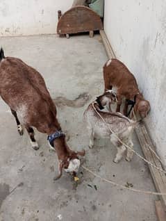 Goat along with two 4 months male Babies