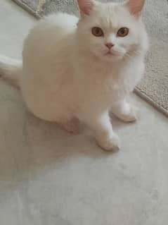 male and female Persian cats for sale