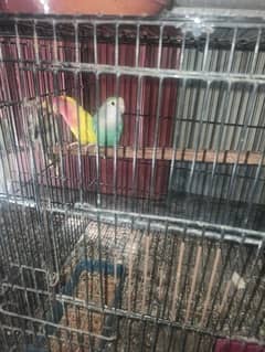 Love bird and Cocktail breeder pair for sale