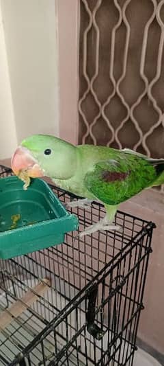 7 month raw parrot