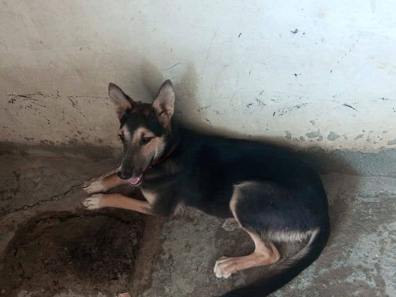 Garman shepherd dog best dog security dog and healthy 0