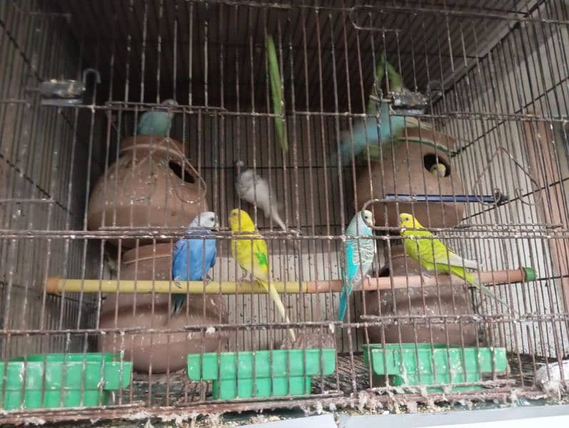 Budgies and hogromo pair 0