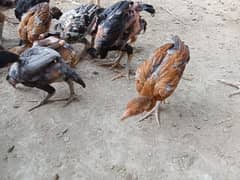 pure Aseel chicks for sale