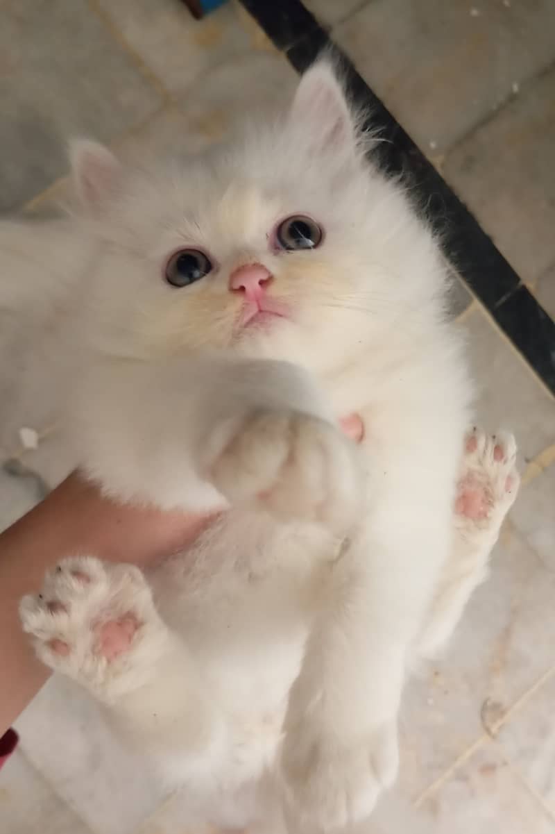 2 Persian Kittens | Triple Coat | Healthy & Active | 45 Day | 11k Each 2