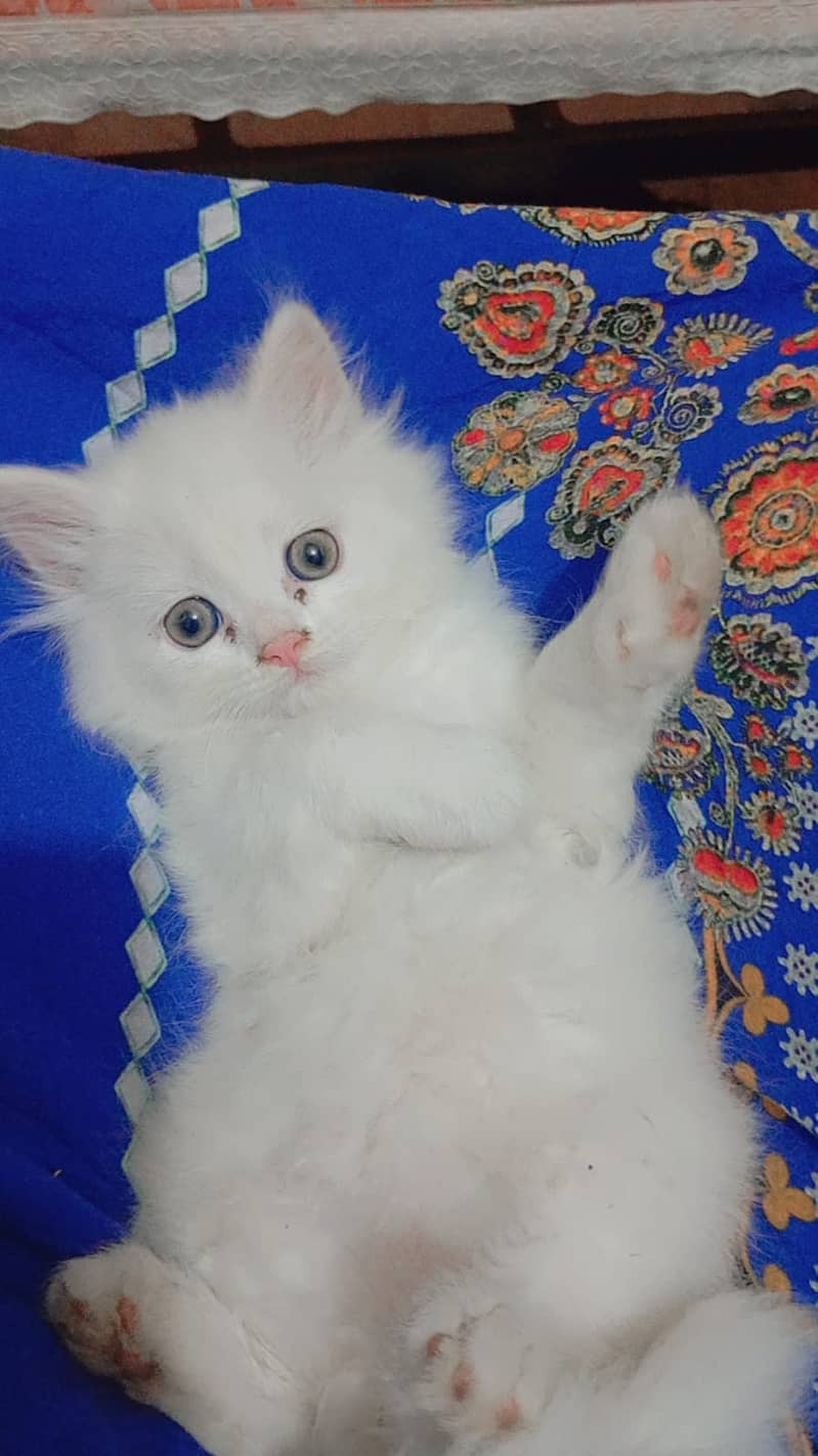 2 Persian Kittens | Triple Coat | Healthy & Active | 45 Day | 11k Each 1