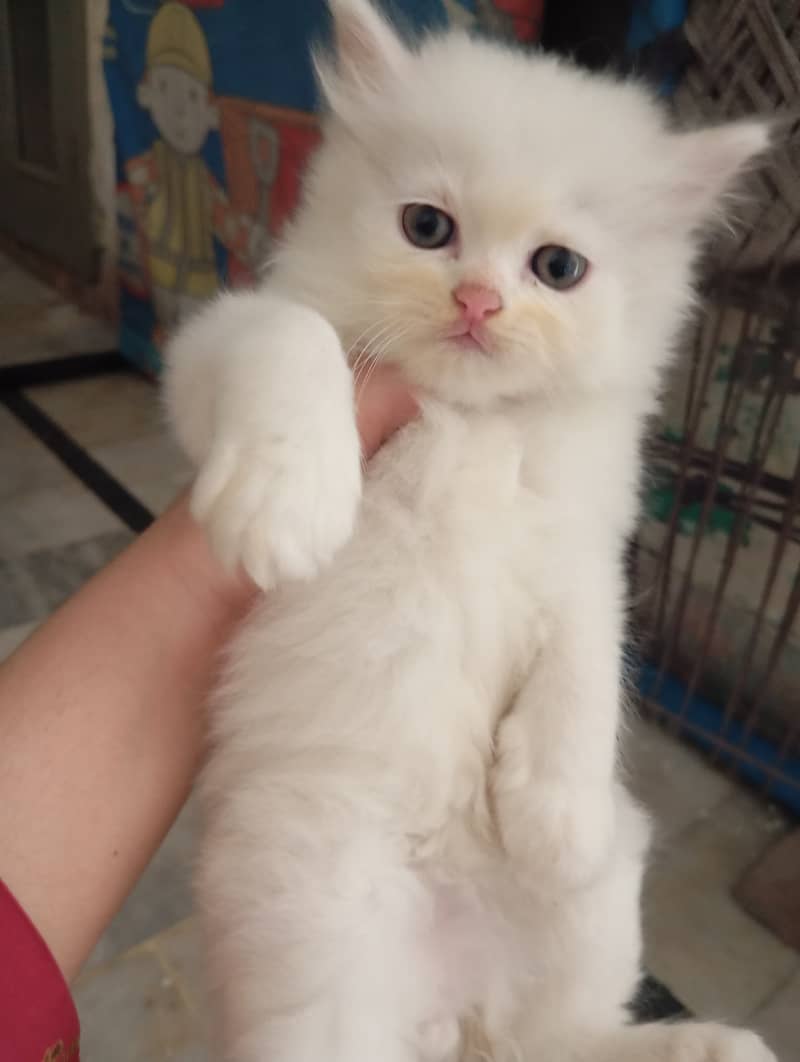 2 Persian Kittens | Triple Coat | Healthy & Active | 45 Day | 11k Each 0