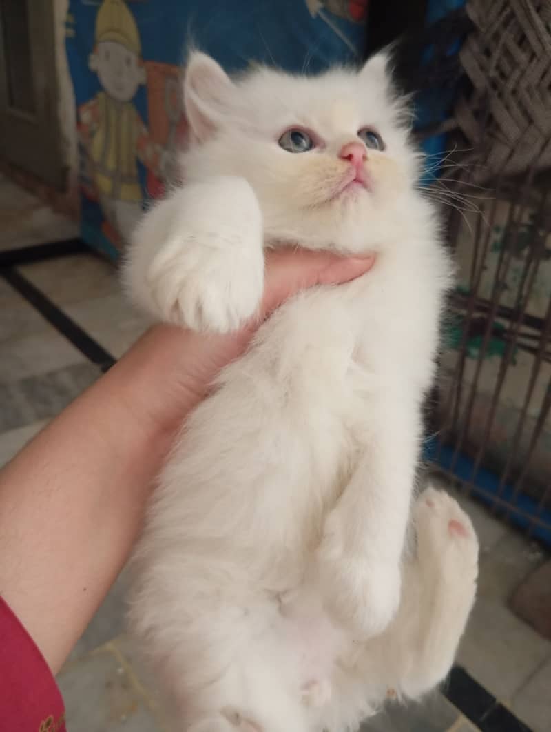 2 Persian Kittens | Triple Coat | Healthy & Active | 45 Day | 11k Each 3