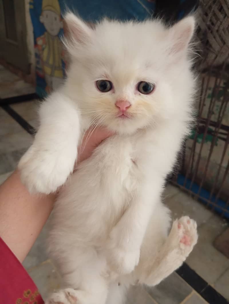 2 Persian Kittens | Triple Coat | Healthy & Active | 45 Day | 11k Each 4