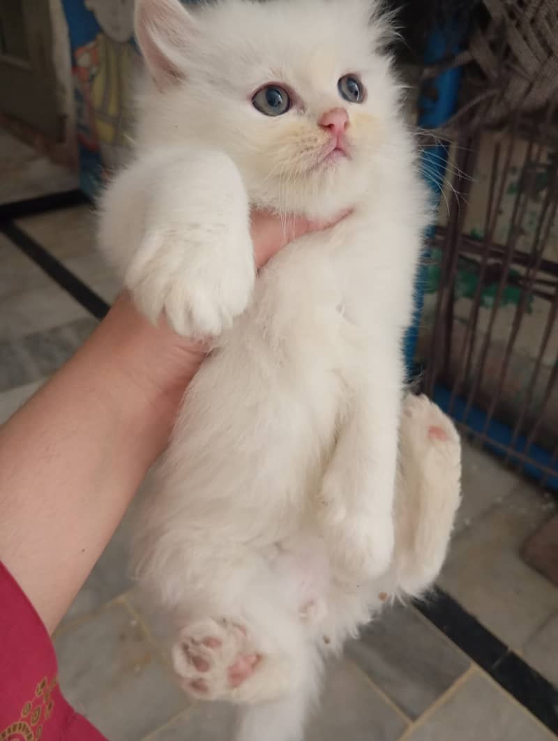 2 Persian Kittens | Triple Coat | Healthy & Active | 45 Day | 11k Each 5