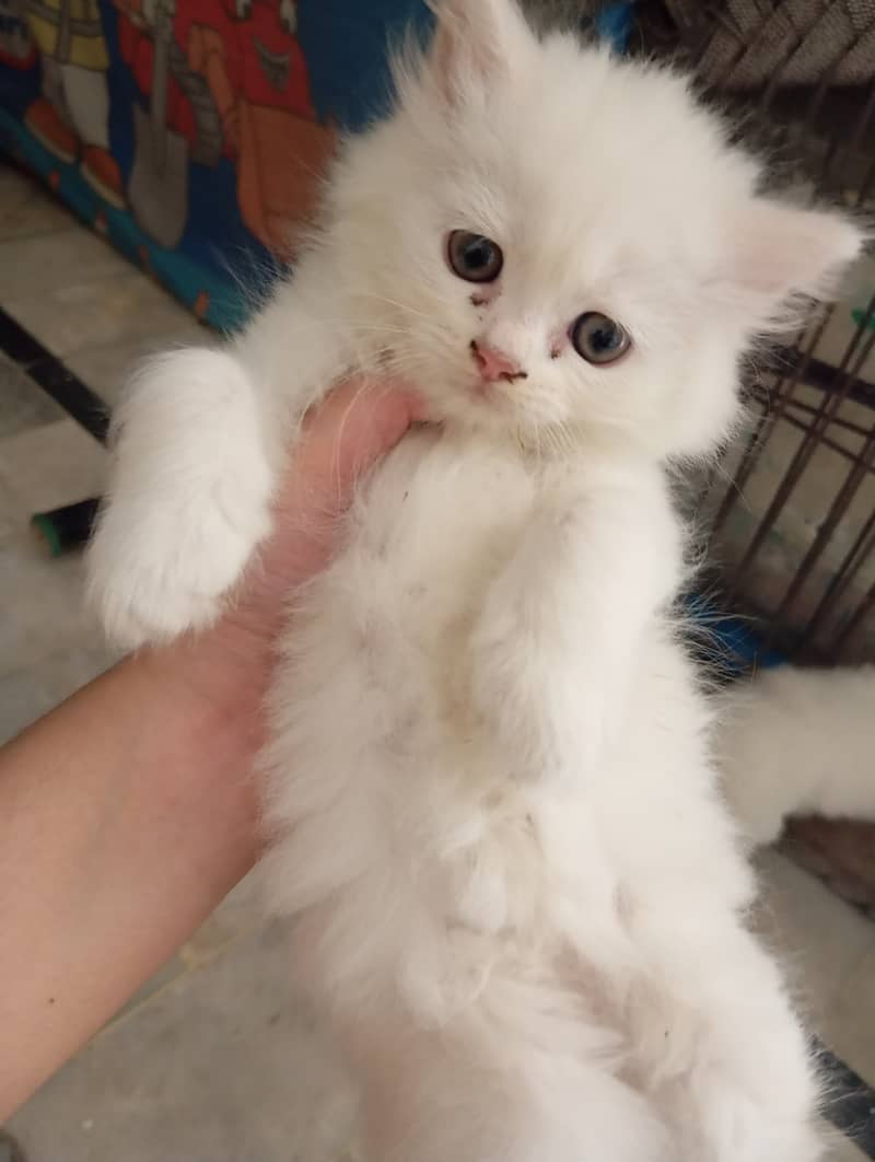 2 Persian Kittens | Triple Coat | Healthy & Active | 45 Day | 11k Each 6