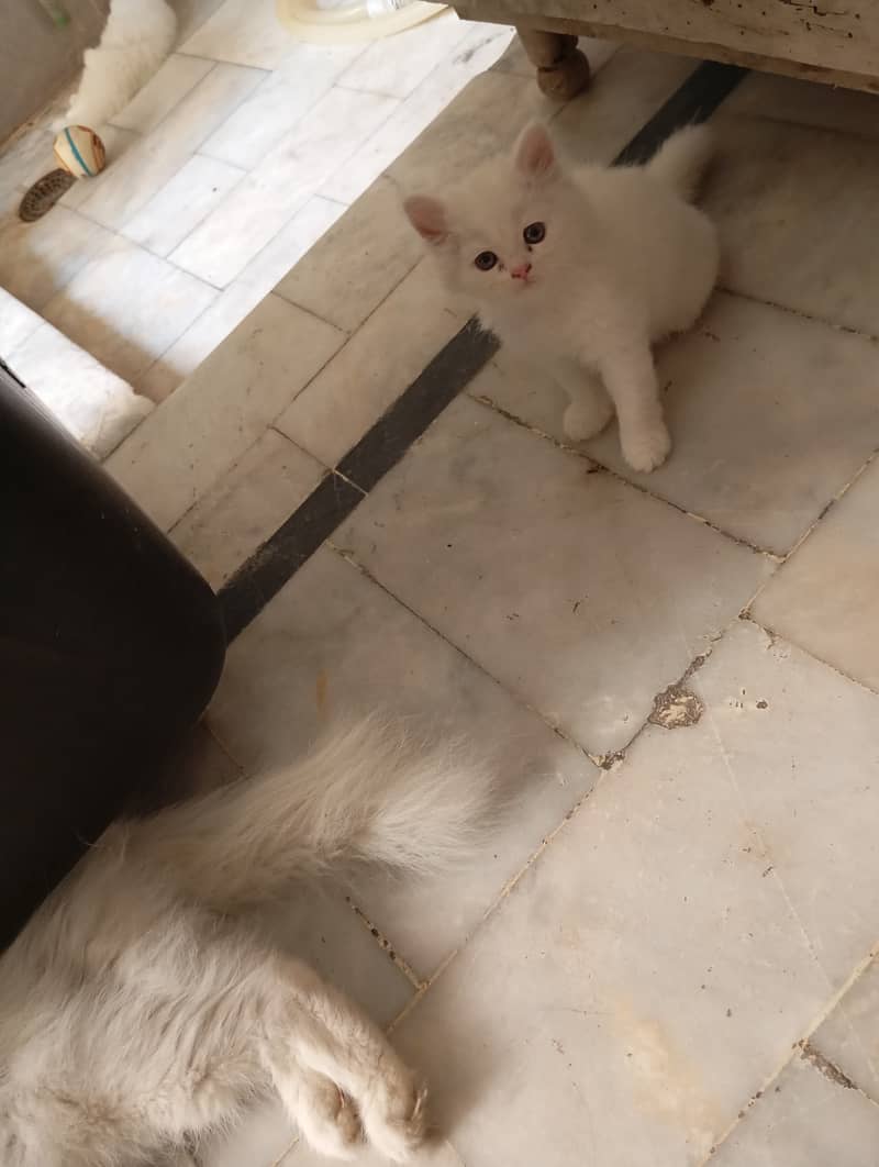 2 Persian Kittens | Triple Coat | Healthy & Active | 45 Day | 11k Each 7