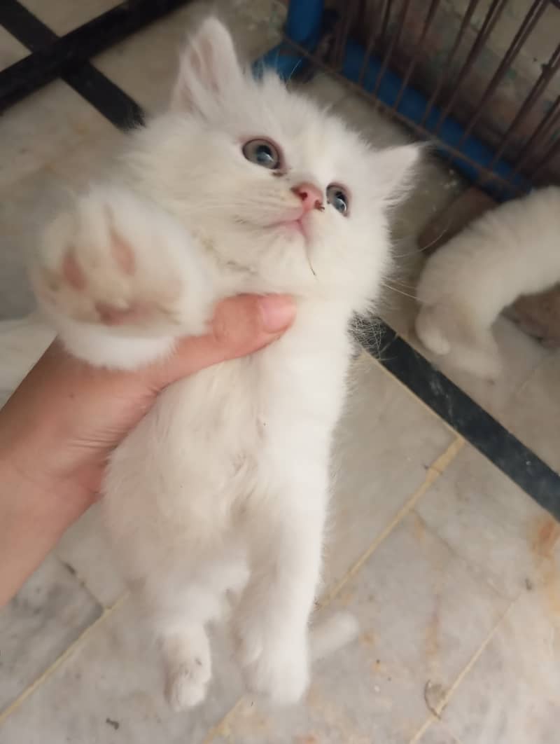 2 Persian Kittens | Triple Coat | Healthy & Active | 45 Day | 11k Each 8