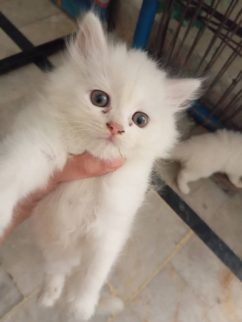 2 Persian Kittens | Triple Coat | Healthy & Active | 45 Day | 11k Each 9