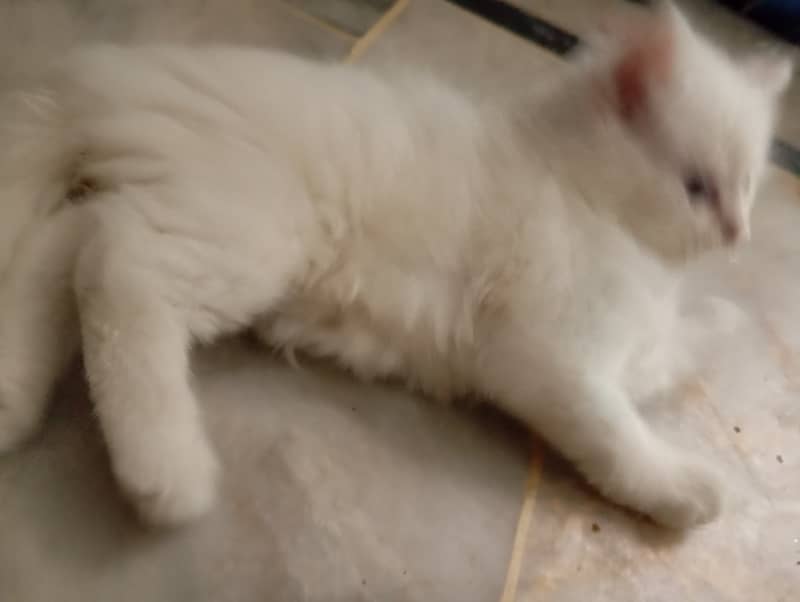 2 Persian Kittens | Triple Coat | Healthy & Active | 45 Day | 11k Each 10