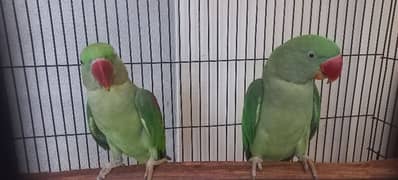 raw parrot  pair very good quality 1.5 years