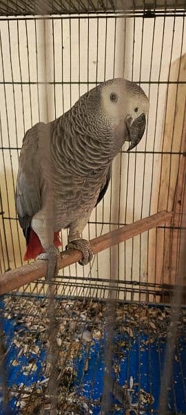 African grey parrot 2