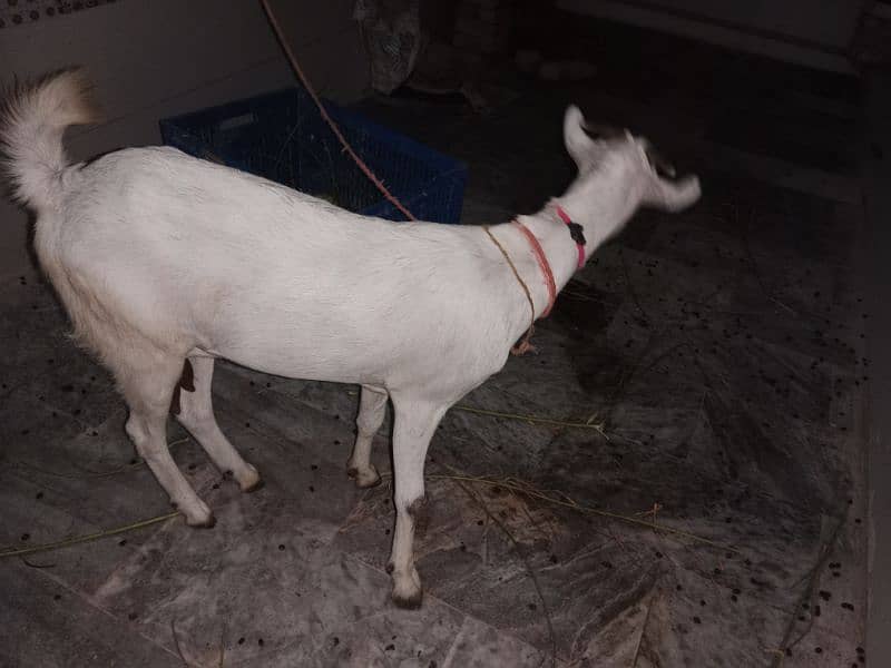 Bakri Bari 1