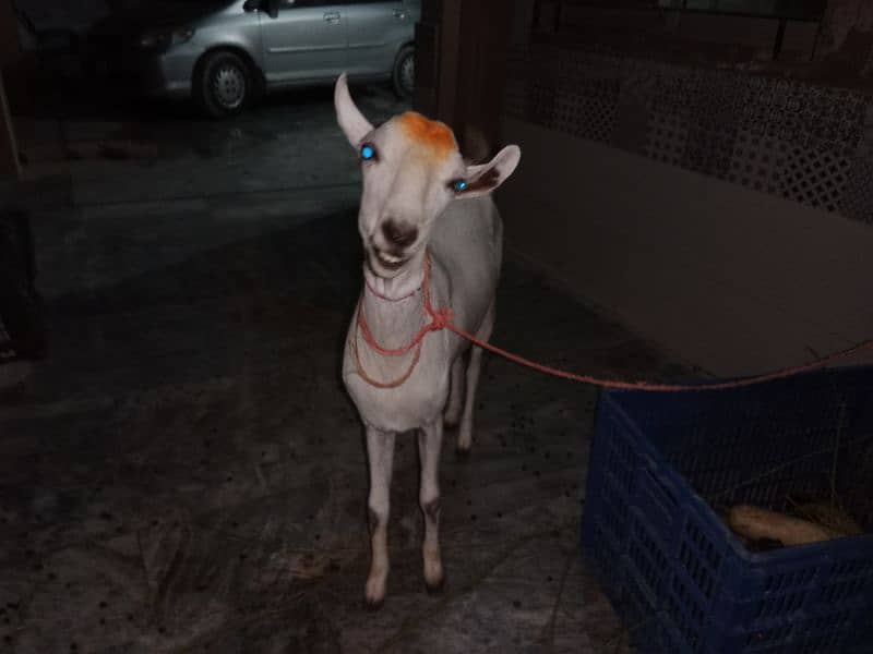 Bakri Bari 2