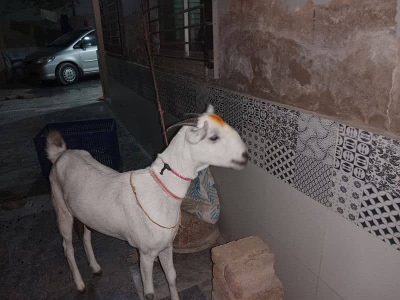 Bakri Bari 3