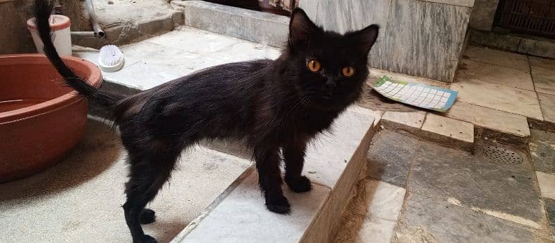 Black Persian cat 1