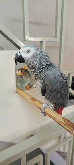 African grey parrot