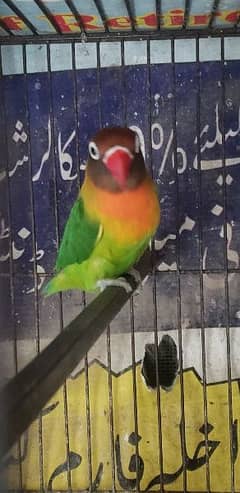 parrots lovebird breeder pair